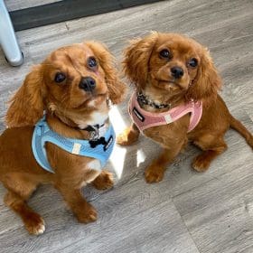 Photo 2 of Ginny and Ronny , two Ruby King Charles Cavaliers